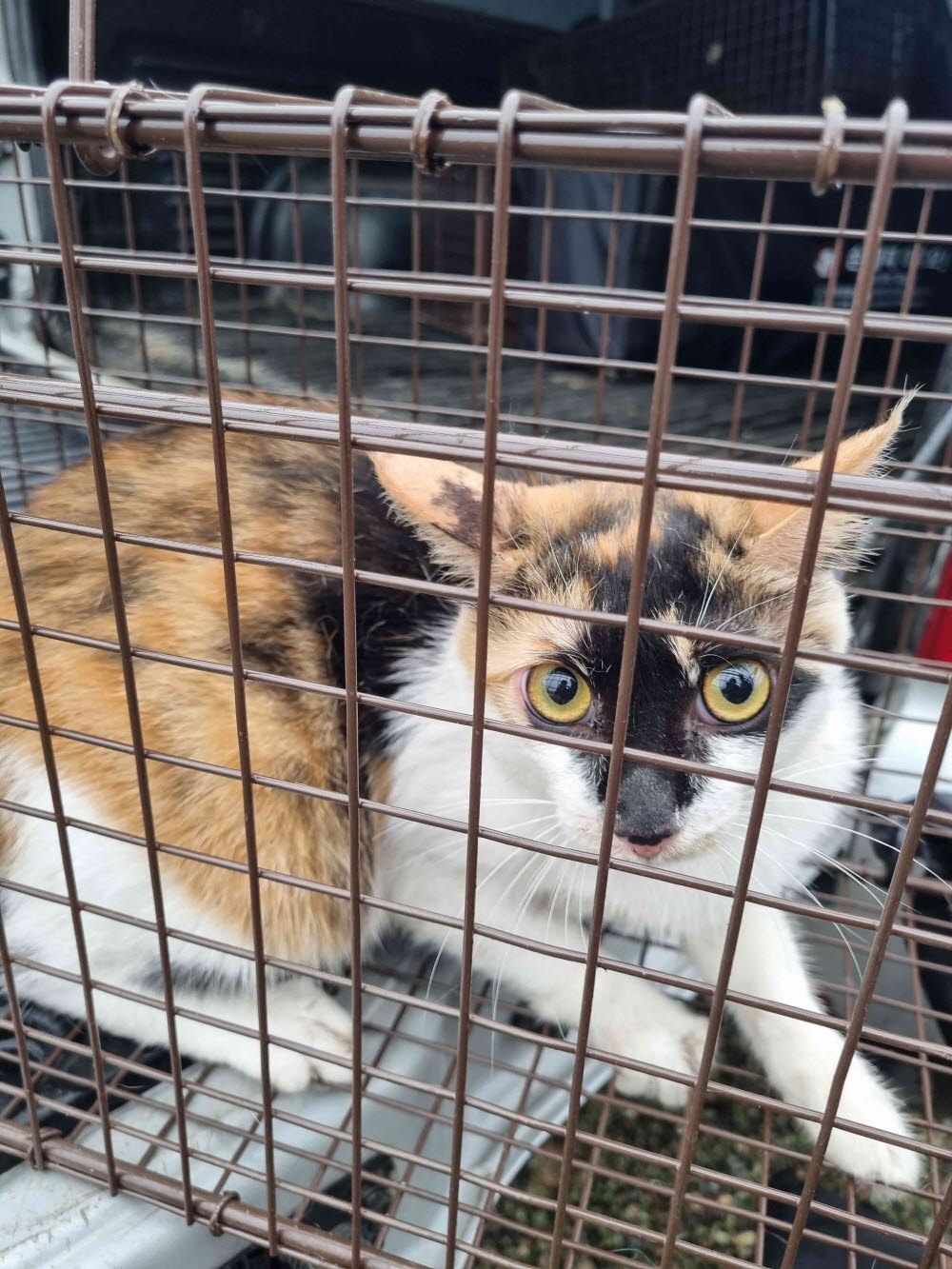 유기동물 - 한국 고양이